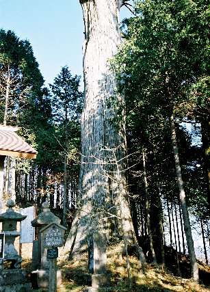 嶽山箒根神社の大杉