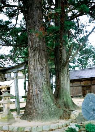 蘊安神社の杉