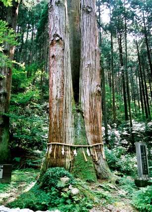 御岩山の三本杉
