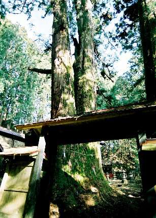 加蘇山神社の杉