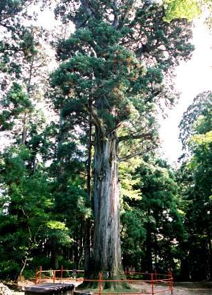 鷲倉神社の姥杉