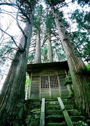 八幡神社のスギ