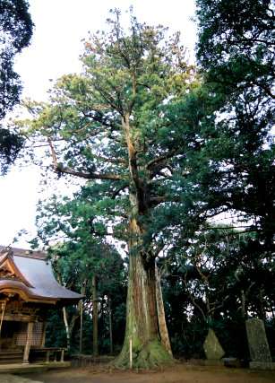 松山神社の大杉