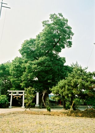 水宮神社のケヤキ
