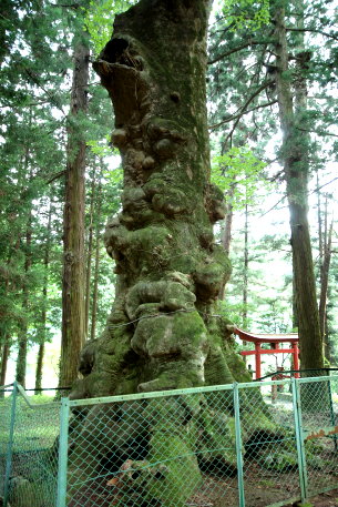 丸嶽山神社のケヤキ