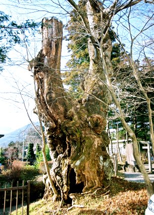 花石神社のケヤキ