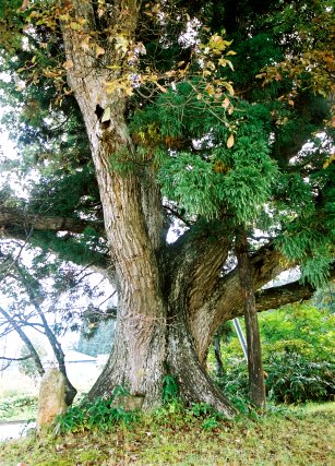 木ノ下のコナラ