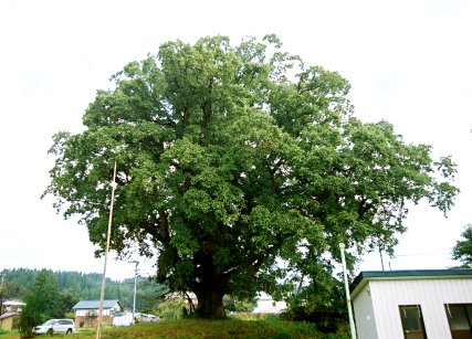 木ノ下のコナラ
