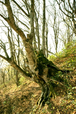 梵珠山のブナ　No1