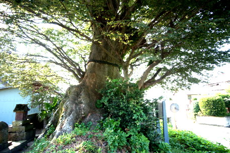 藍園墓地の大ケヤキ