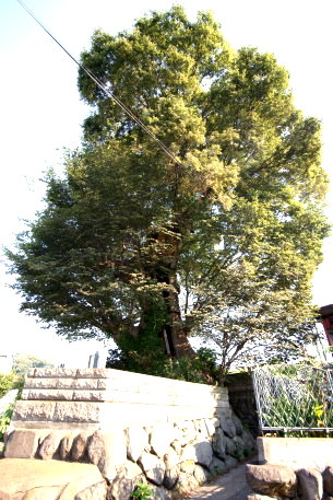 藍園墓地の大ケヤキ