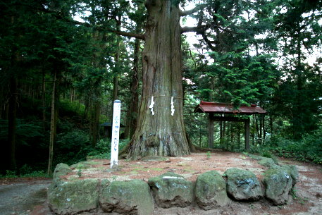 菅原神社のヒノキ