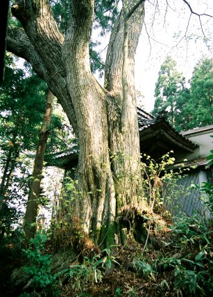 横岡のシナノキ