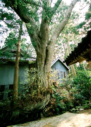 横岡のシナノキ