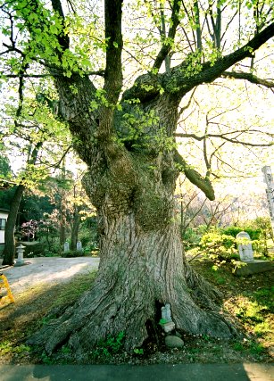 長泉寺のシナノキ