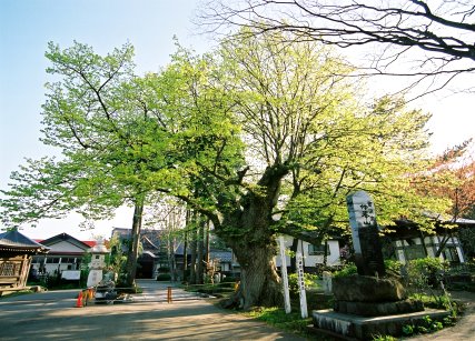 長泉寺のシナノキ