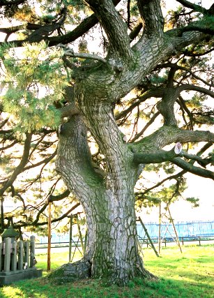 払田の地蔵の松