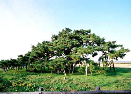 払田の地蔵の松