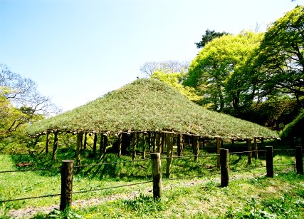 霞ケ城の傘松