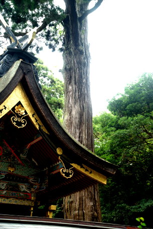 鹿島神宮の杉