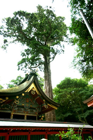 鹿島神宮の杉