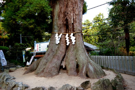筑波山神社の大杉
