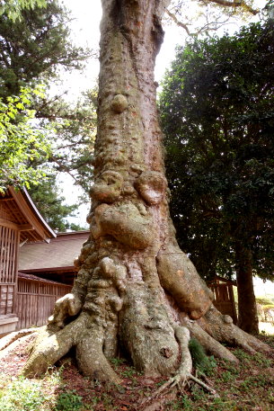 石船神社の大ケヤキ