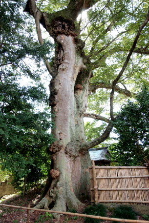 関場の大ケヤキ