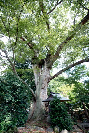 関場の大ケヤキ