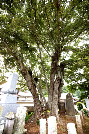 無量寿寺のボダイジュ