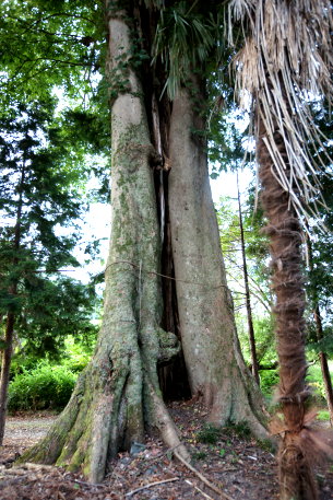 吉生香取神社のエノキ