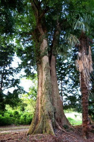 吉生香取神社のエノキ