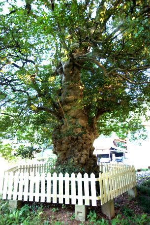 飯田のモチノキ