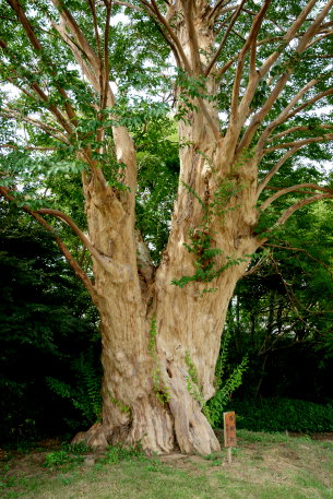 千代田C.Cの百日紅