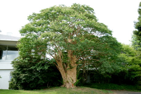 千代田C.Cの百日紅