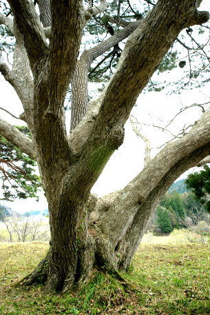 館越山神社のミズナラ
