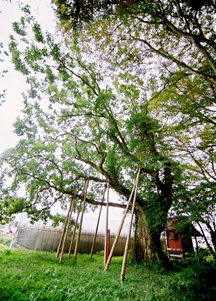 白須賀のミズコナラ