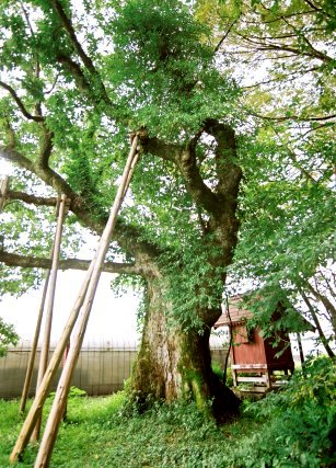 白須賀のミズコナラ