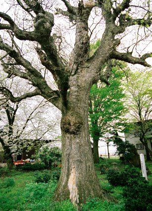 西田家の楢の木