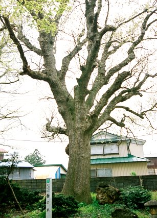 西田家の楢の木
