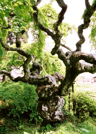 中釜戸のシダレモミジ