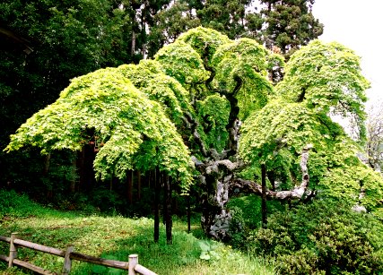 中釜戸のシダレモミジ