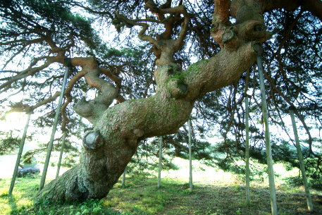 二本木の笠松