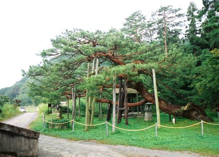 安久津八幡神社の千年松