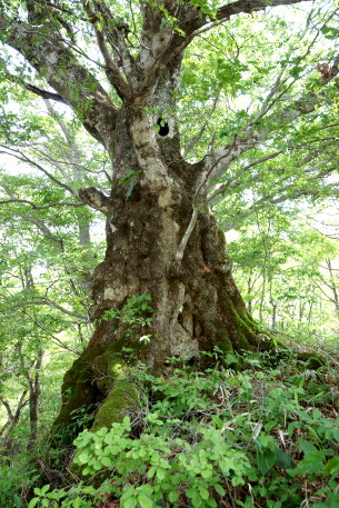 万騎峠の大ブナ