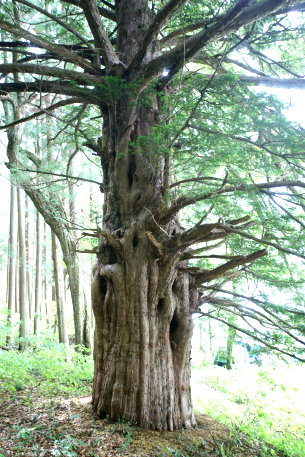 しばぎわの大イチイ