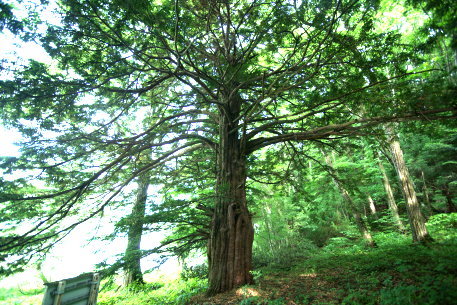 しばぎわの大イチイ