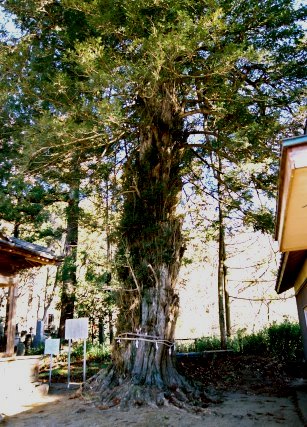 辛科神社のカヤ