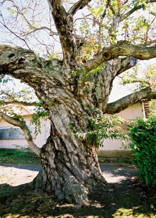 日根牛の大クリ