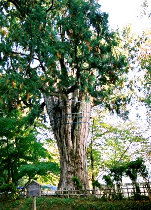弘前公園のネズコ